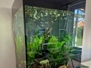 Live Bearers fish - Advert 13
