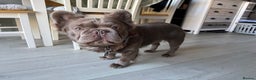 French Bulldog dogs for stud: *STUD* KC NEW SHADE ISABELLE FLUFFY FRENCH BULLDOG in Tonbridge - Advert 6