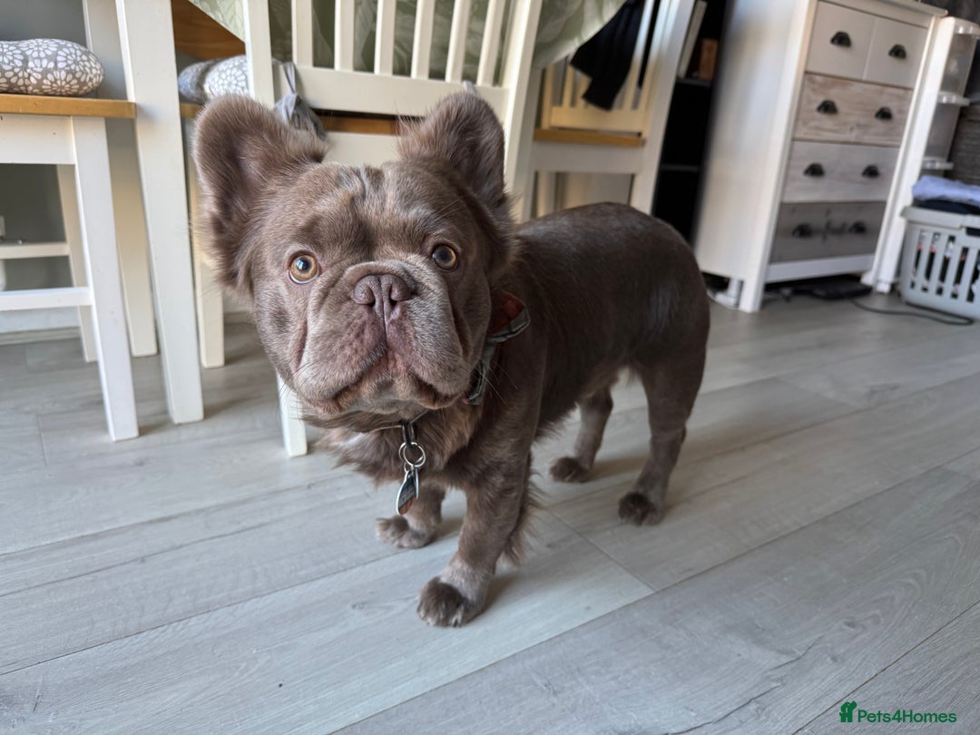 French Bulldog dogs for stud: *STUD* KC NEW SHADE ISABELLE FLUFFY FRENCH BULLDOG in Tonbridge - Advert 6
