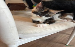 Mixed Breed cats for sale: Beautiful mixed colour kitten - Image 17