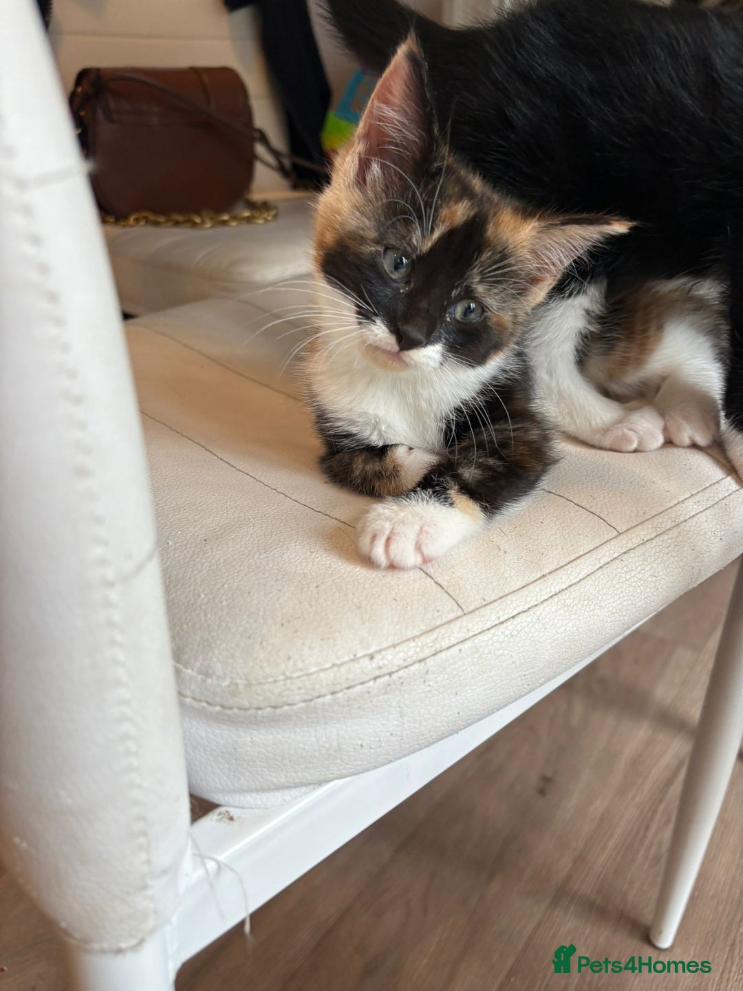 Mixed Breed cats for sale: Beautiful mixed colour kitten - Image 17