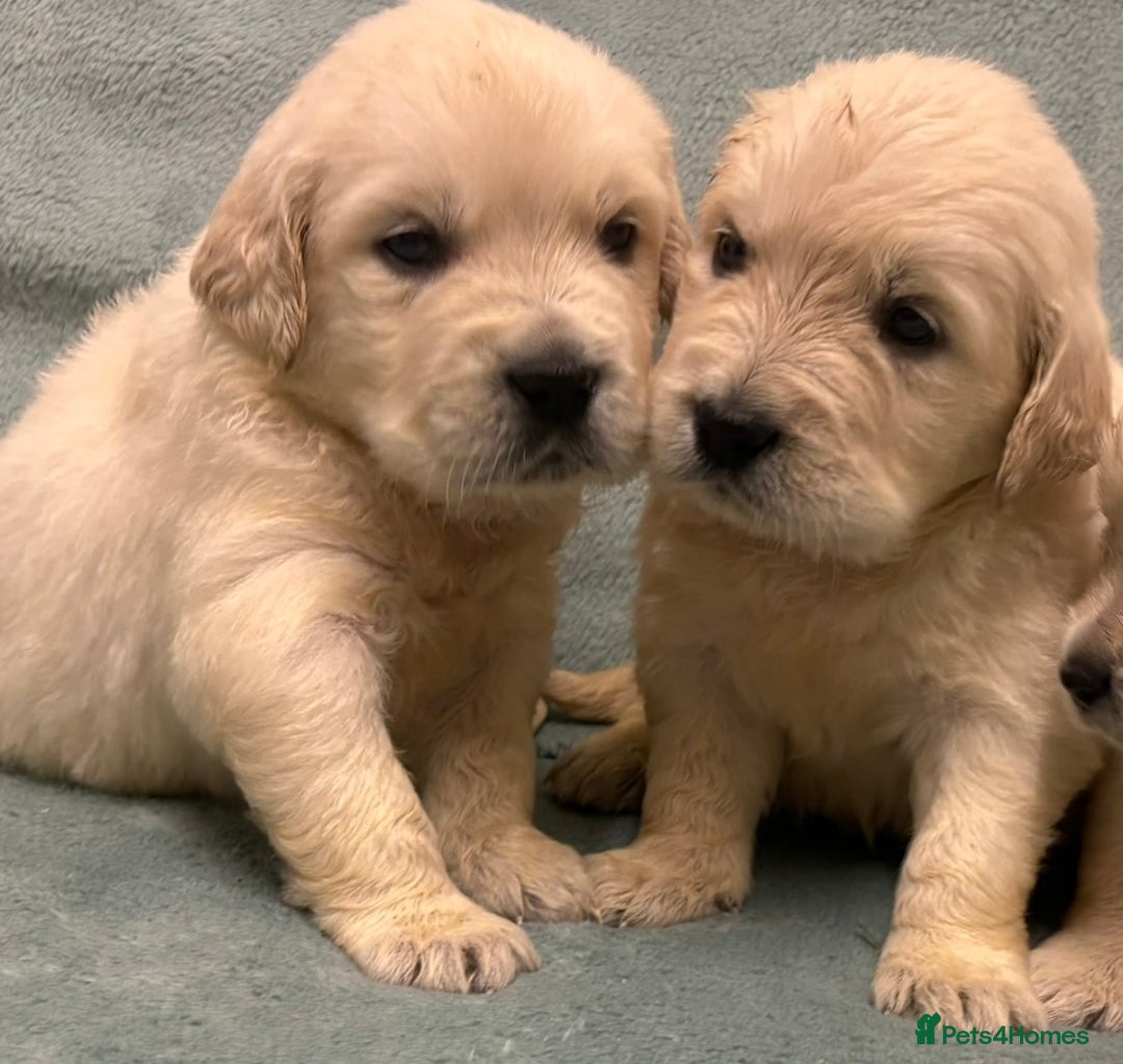 Golden Retriever dogs for sale: KC Golden Retriever Puppies for sale - Advert 10