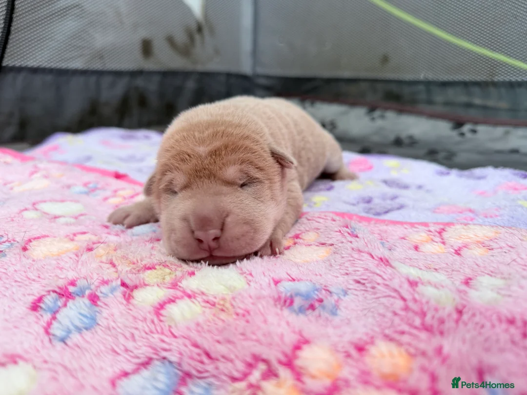 Shar Pei dogs for sale: Shar Pei Dilute puppies  - Advert 9