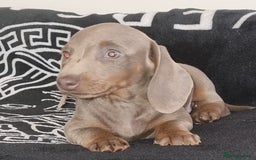 Dachshund dogs for sale: Gorgeous Mini Dachshund puppy's  - Image 13