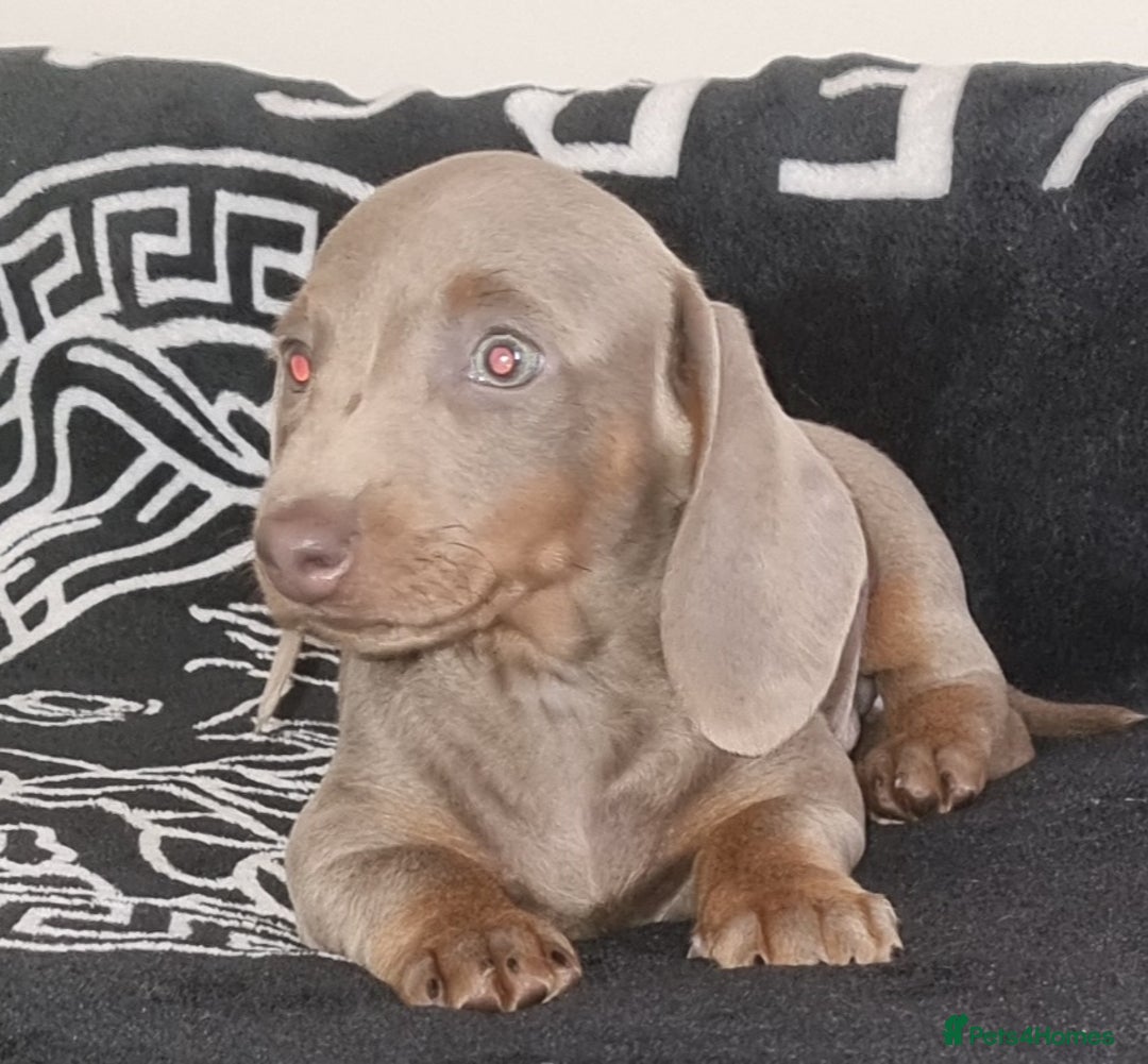 Dachshund dogs for sale: Gorgeous Mini Dachshund puppy's  - Image 13