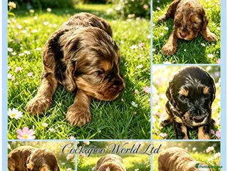 Cockapoo dogs DNA CLEAR,F1 Cockapoos, Ready 18th September - Advert 8