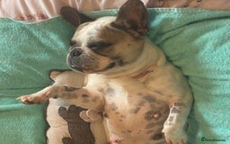 French Bulldog dogs for sale: One lilac female French bulldog puppy left🐶🐾💞 - Image 5