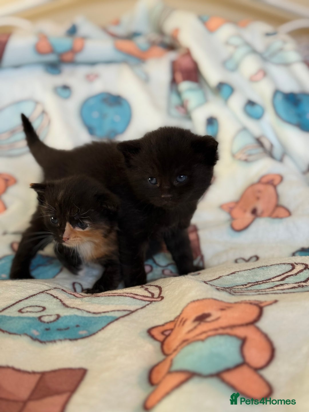 Domestic Shorthair cats for sale: Gorgeous fluffy kittens - Advert 9