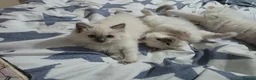 Ragdoll cats for sale: 2 GCCF REGISTERED SISTERS - Advert 7