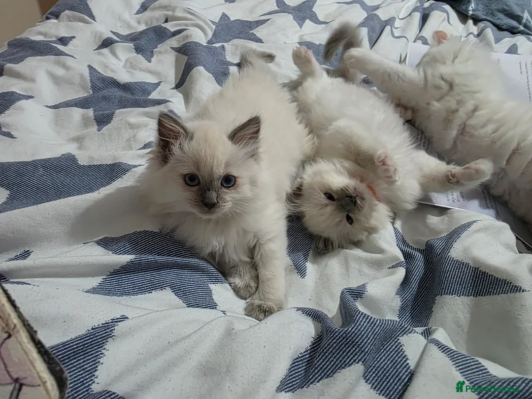 Ragdoll cats for sale: 2 GCCF REGISTERED SISTERS - Advert 7