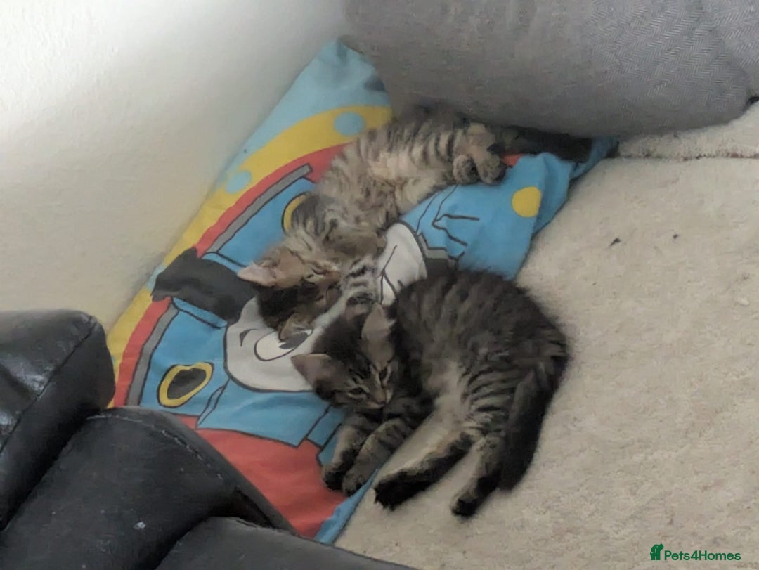 Domestic Shorthair cats for sale: Kind Homes Only – 4 Beautiful Healthy Kittens in Edgware - Image 27