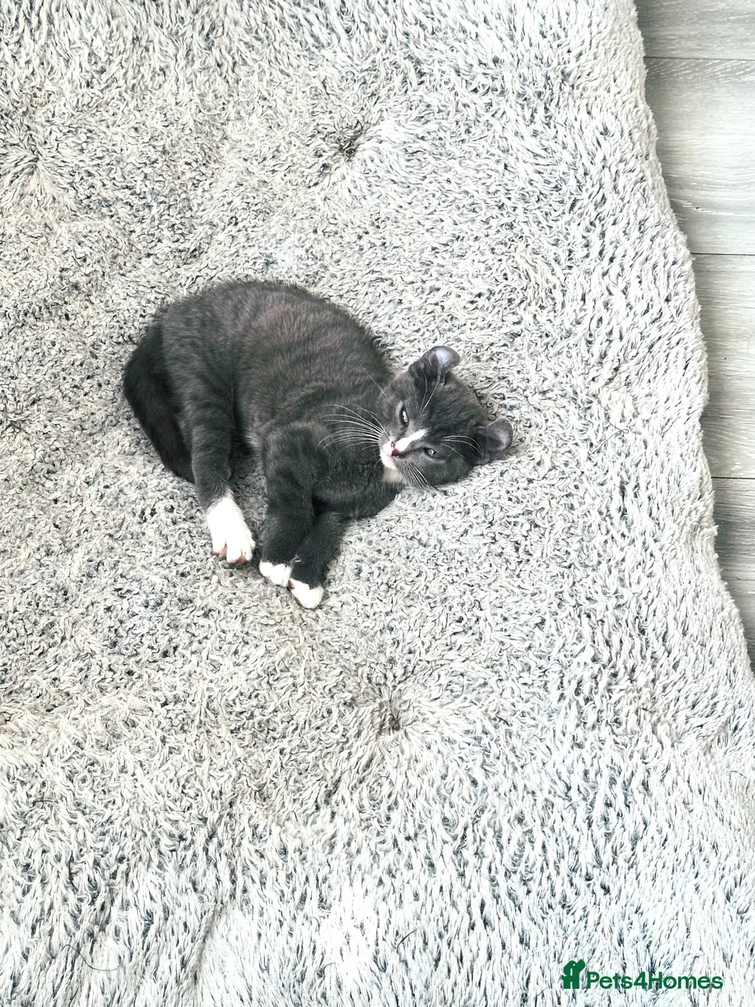 Mixed Breed cats for sale: Stunning Charcoal Mackrel Stripe Female Kitten  - Advert 1