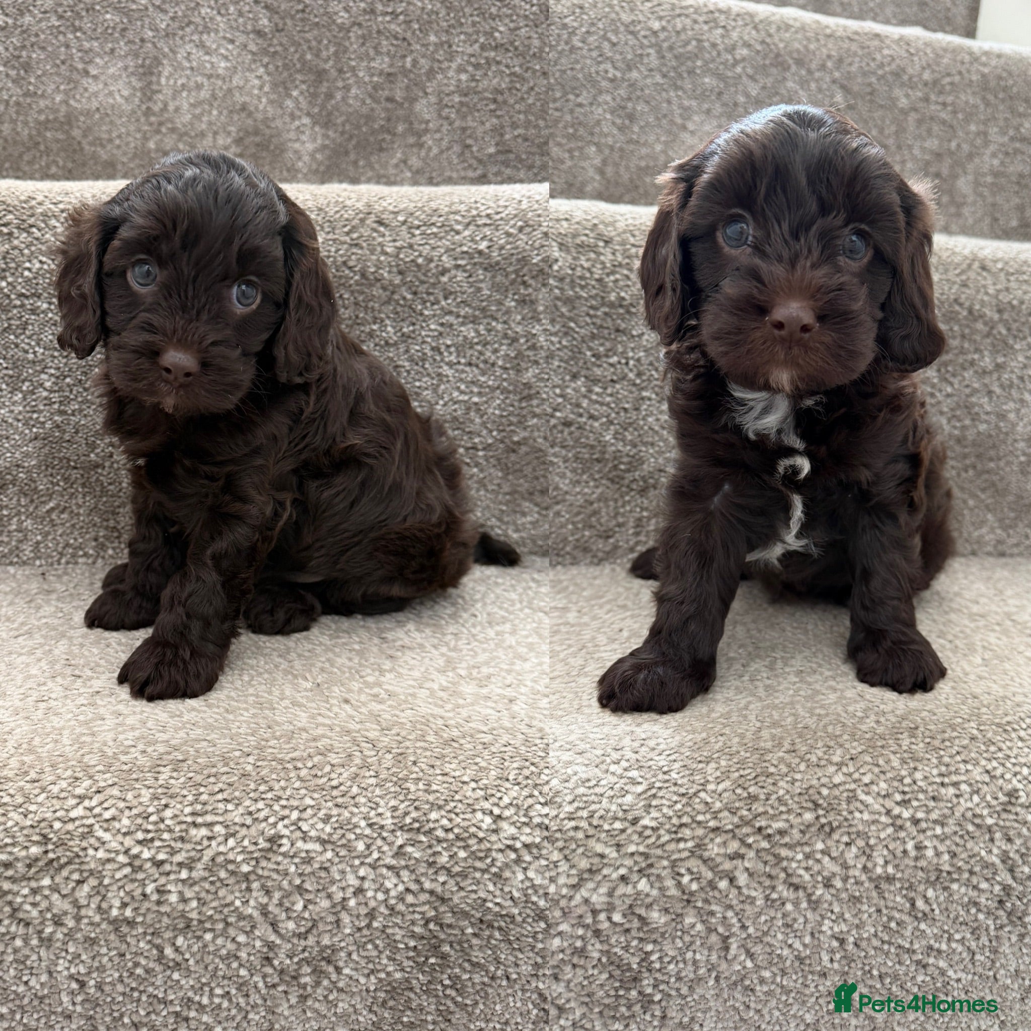 Cavapoo dogs Genetically health tested chocolate Cavapoos  - Advert 11