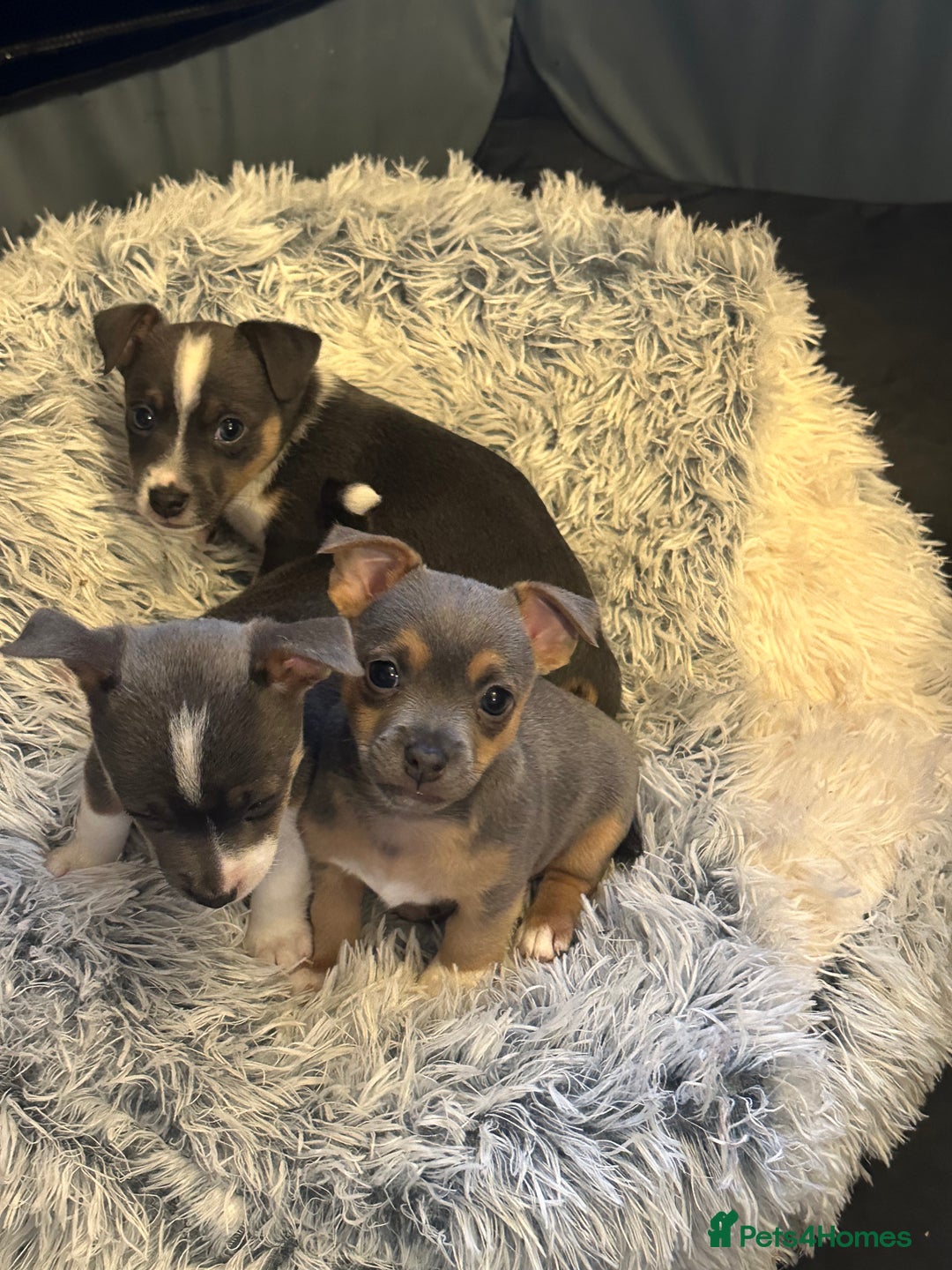 Jack Russell dogs for sale: Miniature miniature Jack Russel Puppies - Advert 23