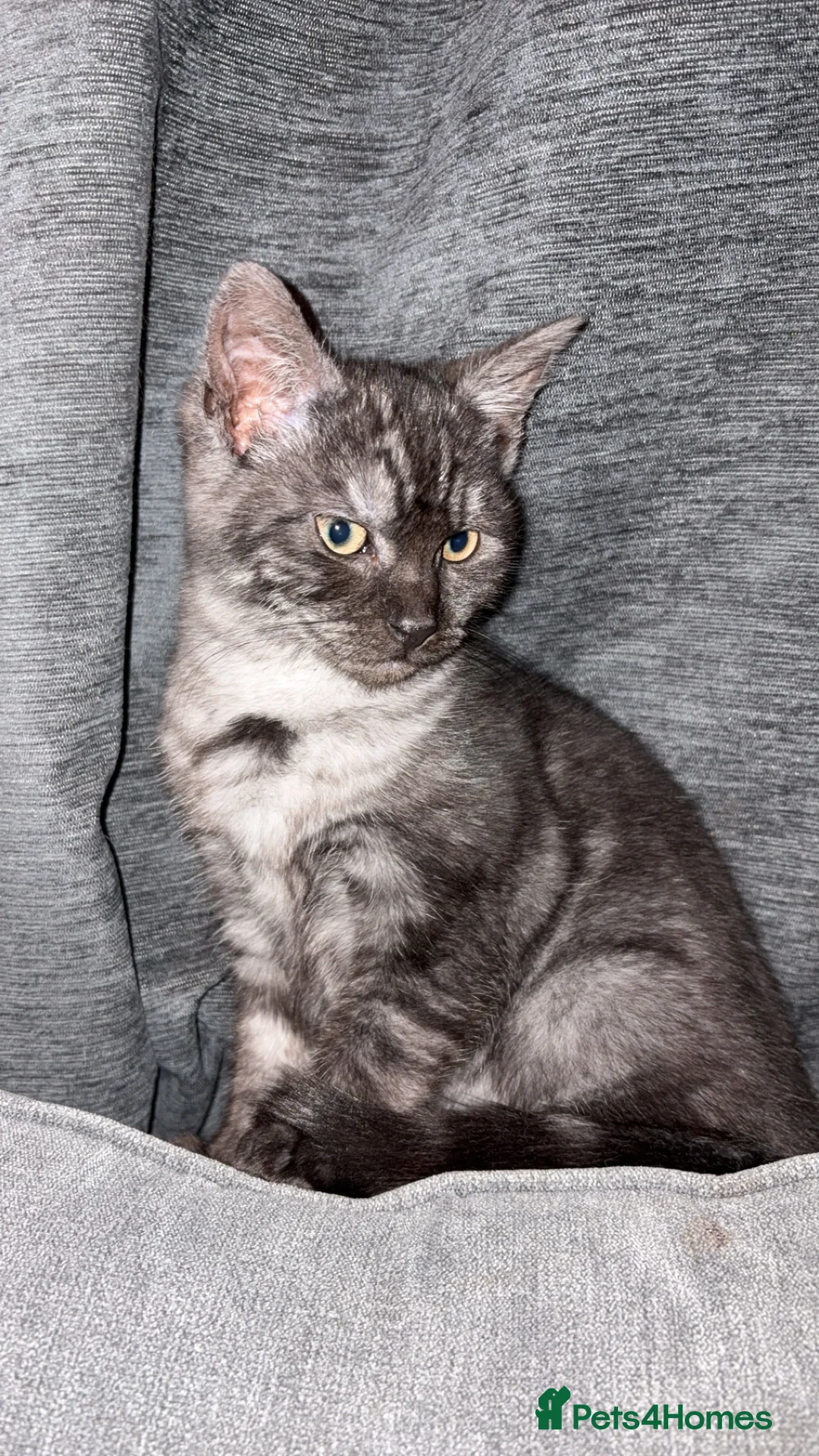 Domestic Shorthair cats for sale: Mum & Son  - Advert 7