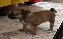 Mixed Breed dogs for sale: Pugpoms  - Image 4