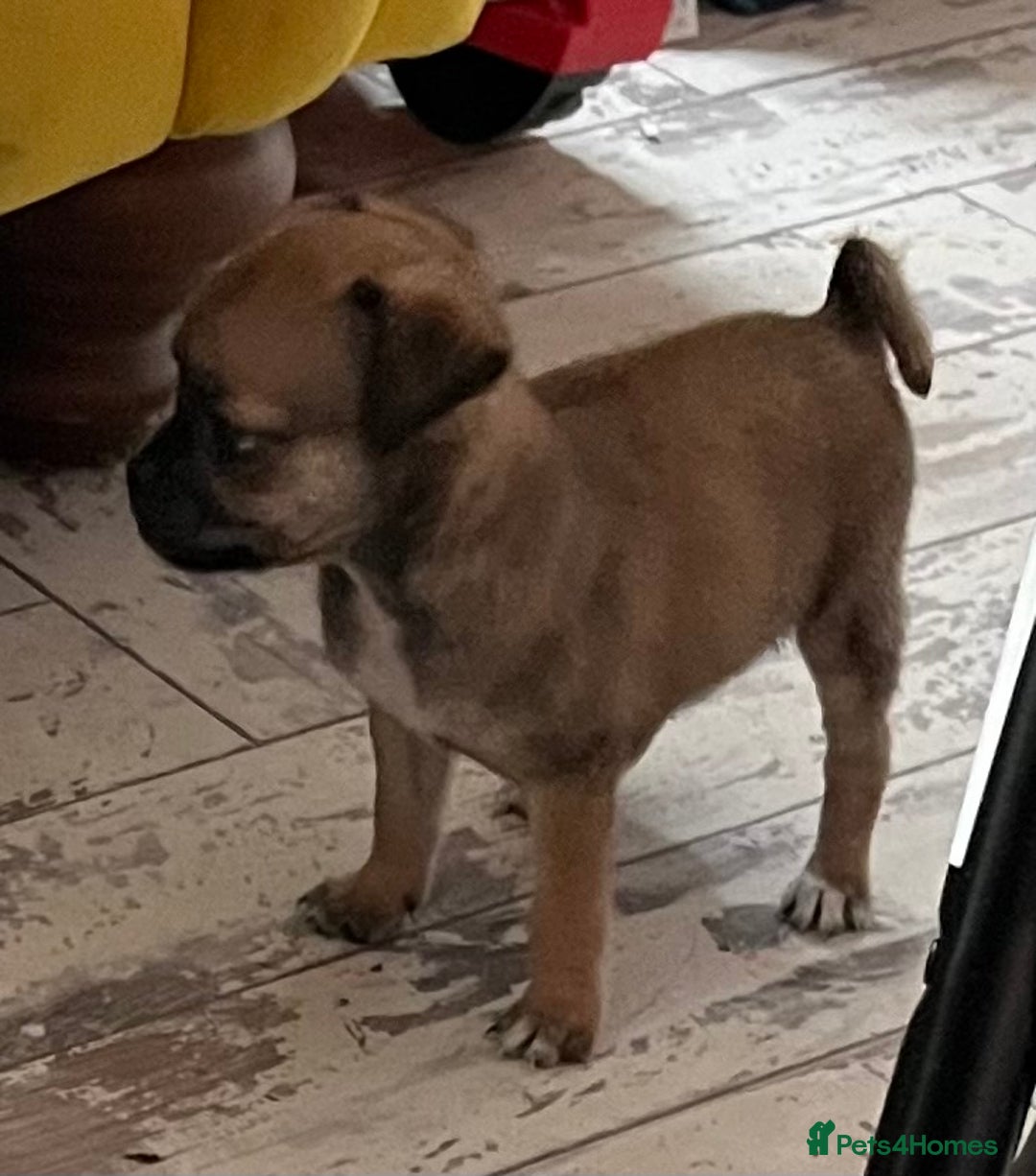 Mixed Breed dogs for sale: Pugpoms  - Image 4
