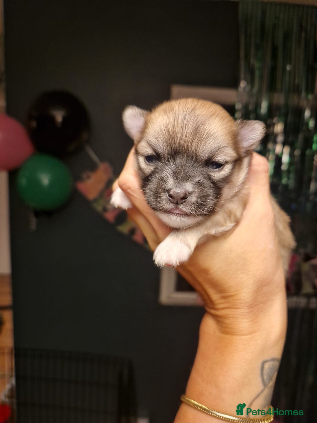 Chihuahua dogs for sale: Beautiful chihuahua girl - Advert 7