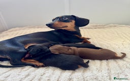 Miniature Dachshund dogs for sale: Mini Dachshund puppies, PRA clear, health tested - Image 16