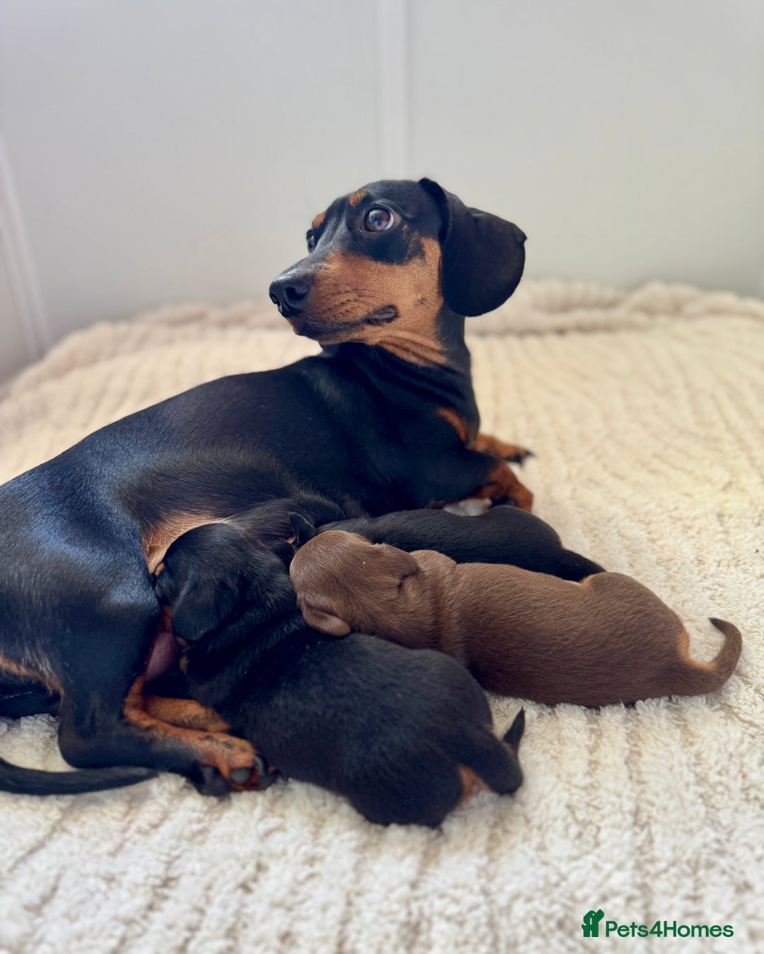 Miniature Dachshund dogs for sale: Mini Dachshund puppies, PRA clear, health tested - Image 16