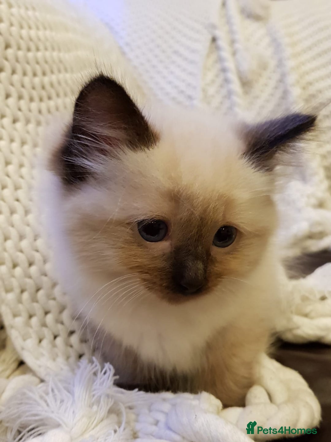 Ragdoll cats for sale: 2 Male Sealpoints ready to leave on 16th Dec - Advert 5