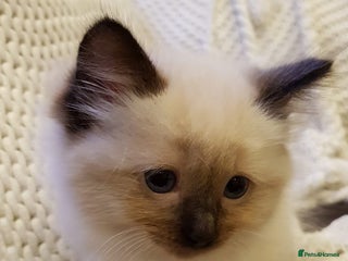 Ragdoll cats Sealpoint Ragdoll Kittens - Advert 8