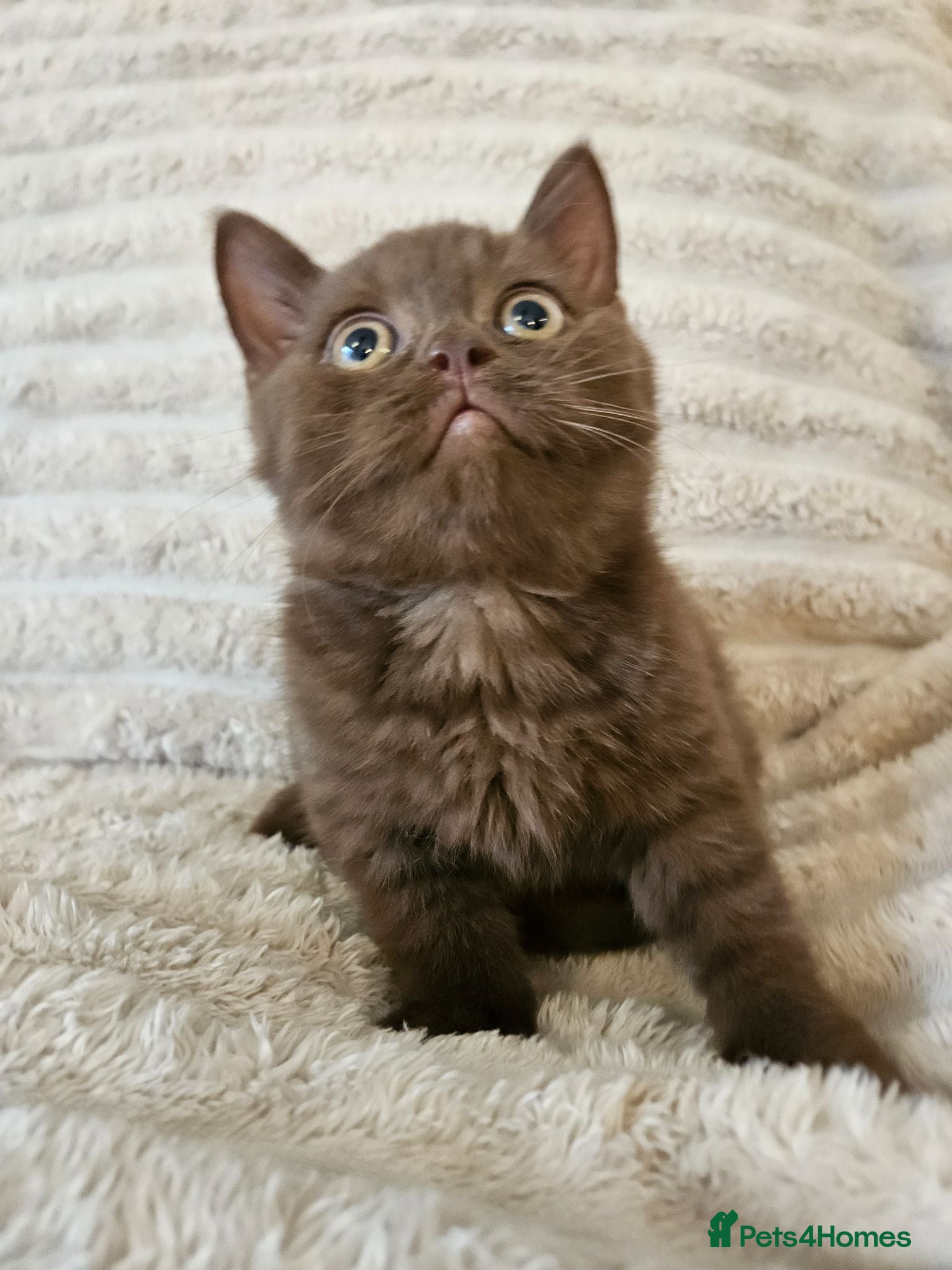 British Shorthair cats Pure breed British shorthair kittens  - Advert 16