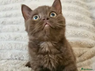British Shorthair cats Pure breed British shorthair kittens - Advert 6