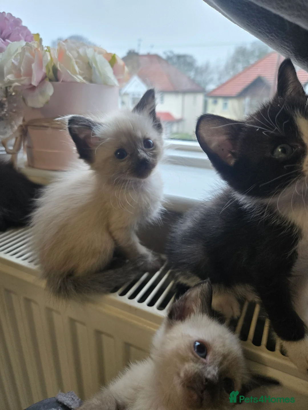 Siamese cats for sale: Beautiful siamese boys and girls  - Advert 28