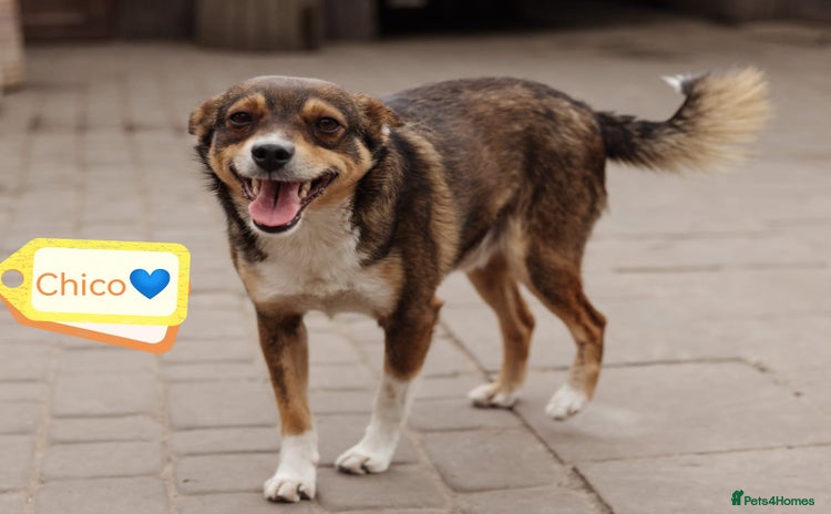 Mixed Breed dogs - Advert 9