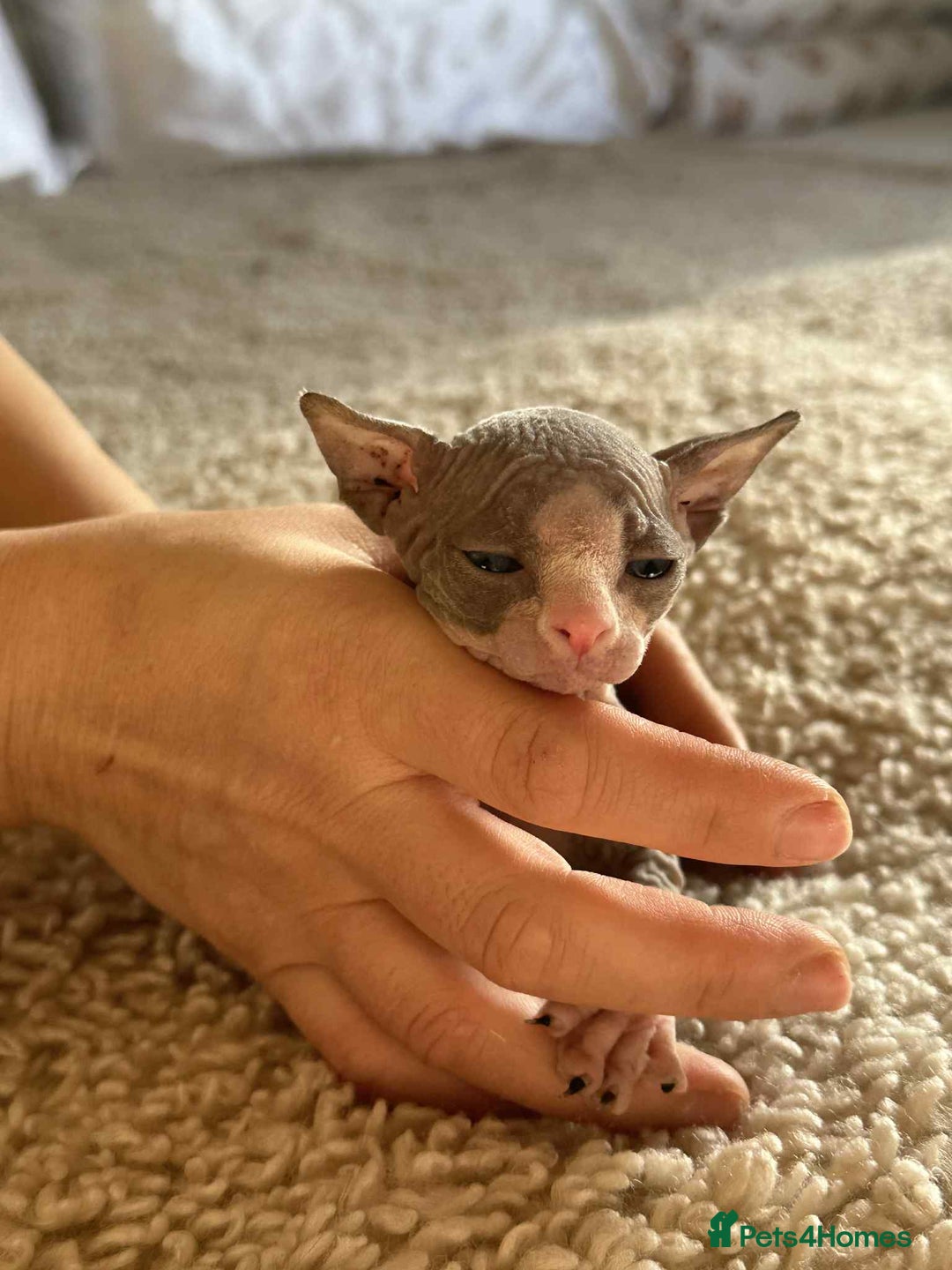 Sphynx cats for sale: Sphinx kittens 🩵❤️ - Advert 14