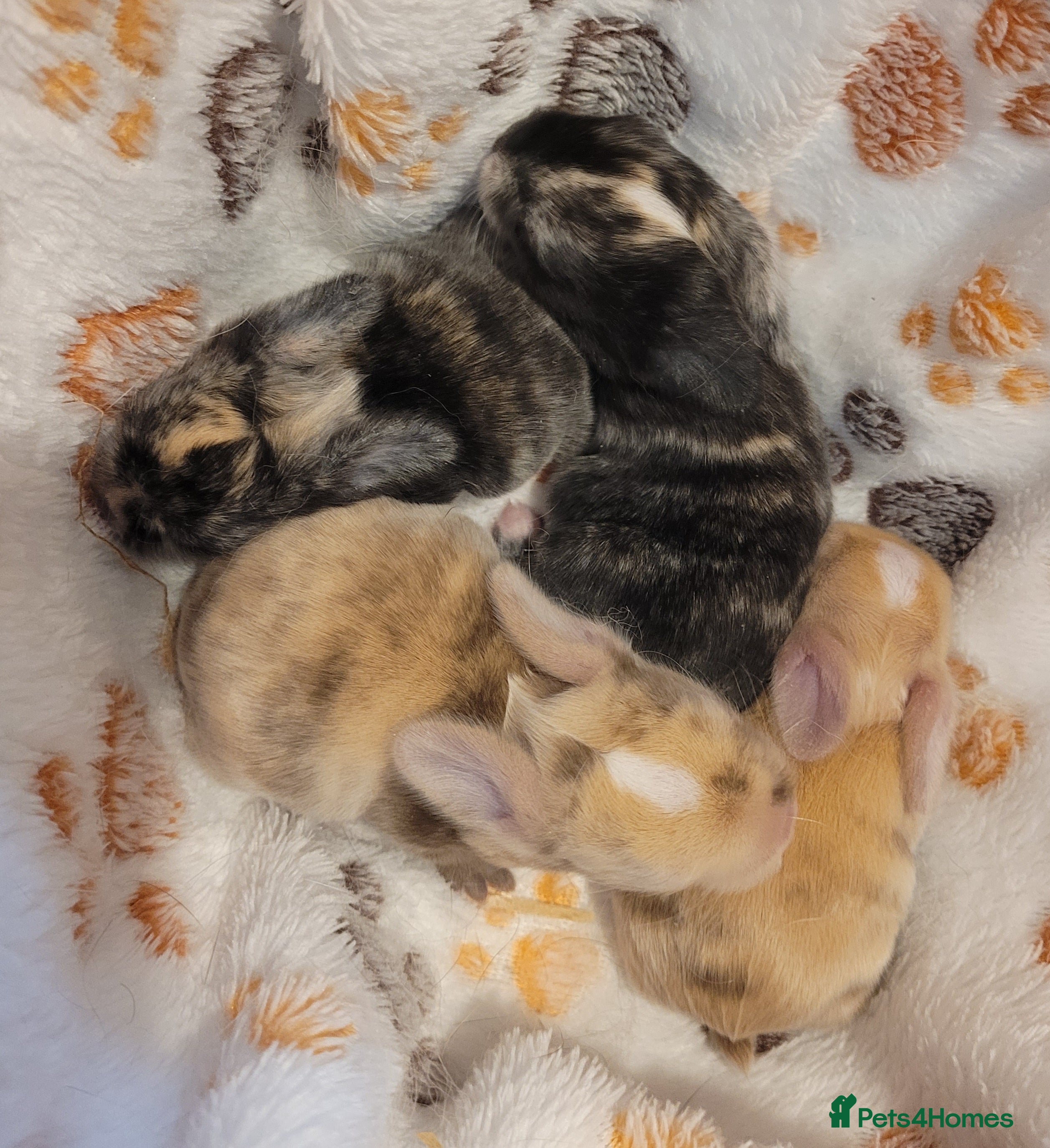 Mini Lop rabbits Adult Chocolate harli buck & bunny mini lops - Advert 11