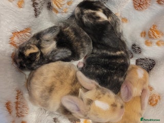 Mini Lop rabbits Adult Chocolate harli buck & bunny mini lops - Advert 11