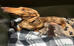Miniature Dachshund dogs for sale: Beautiful KC Reg Miniature Dachshund Pups - Image 15
