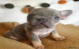 French Bulldog dogs for sale: Best Coat French Bulldogs puppies. - Image 6