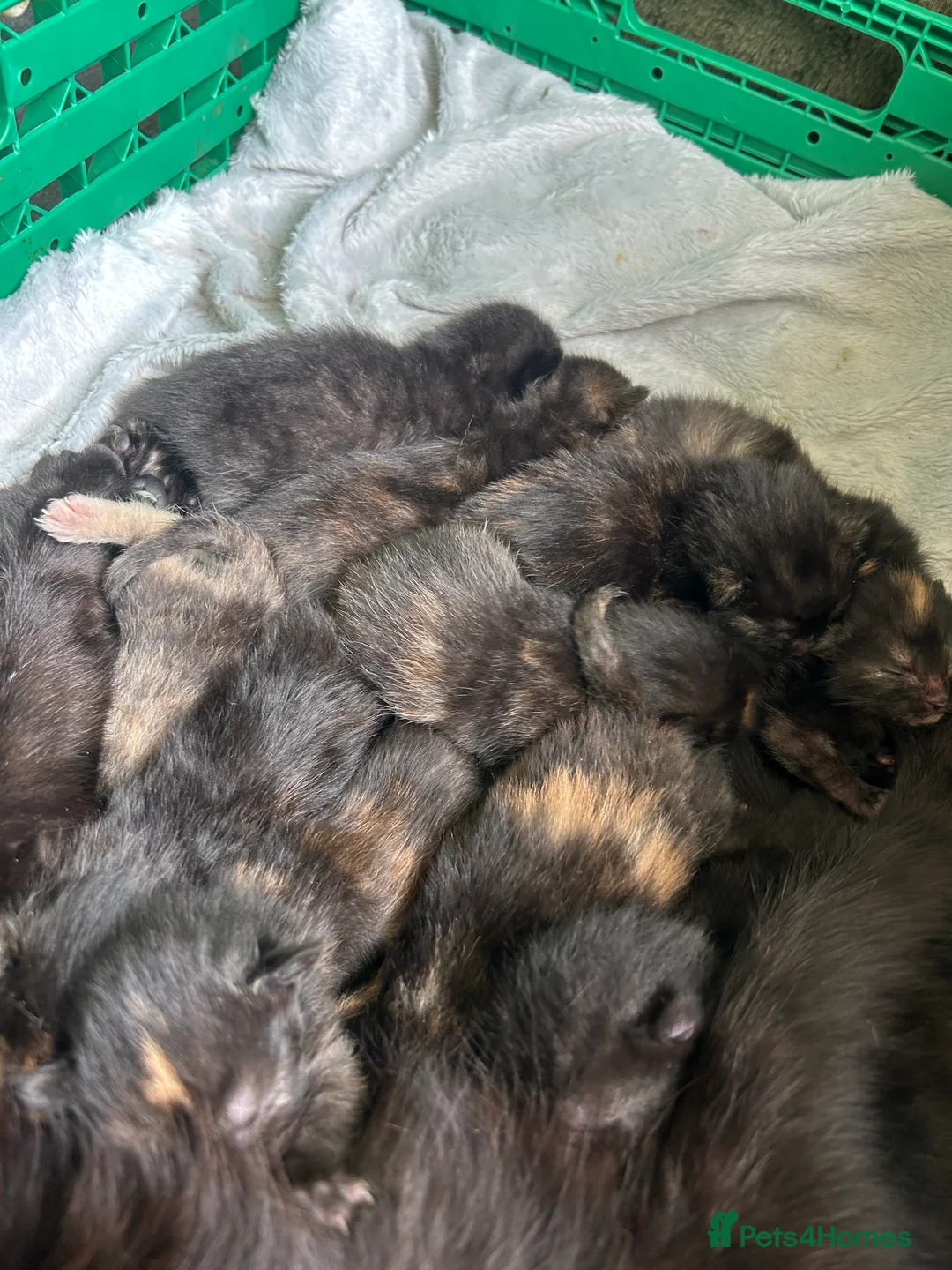 Mixed Breed cats for sale: 11 Stunning Kittens - Advert 1