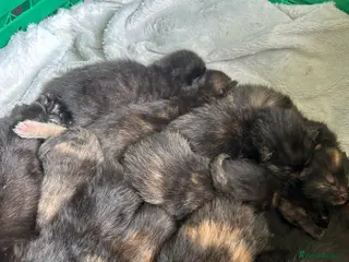 Mixed Breed cats 11 Stunning Kittens - Advert 6