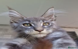 Maine Coon cats for sale: Maine coon kittens  - Image 9