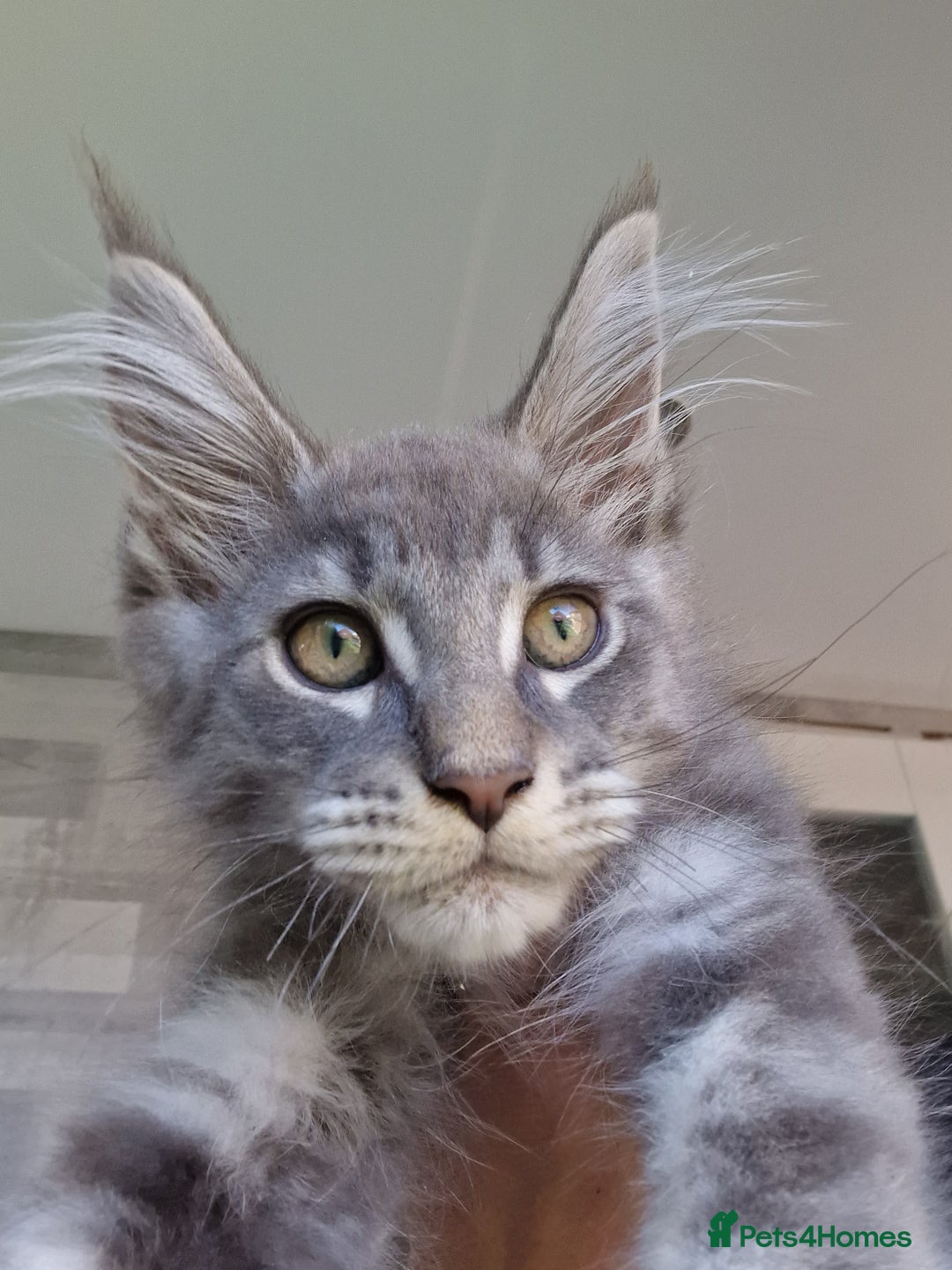 Maine Coon cats for sale: Maine coon kittens  - Image 9