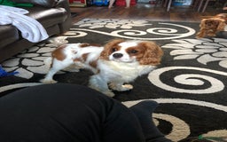 Cavalier King Charles Spaniel dogs for stud: Fully health tested proven Kc reg, multi gen clear in Wrexham - Image 4