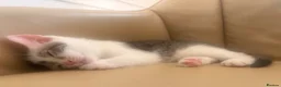 Mixed Breed cats for sale: 4 beautiful baby kittens - Advert 5