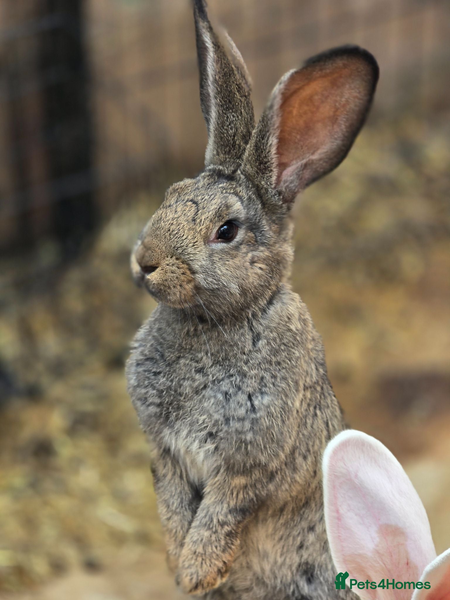 Continental Giant rabbits Stunning pure continental giants  - Advert 2