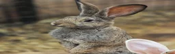 Continental Giant rabbits for sale: Stunning pure continental giants  - Advert 2