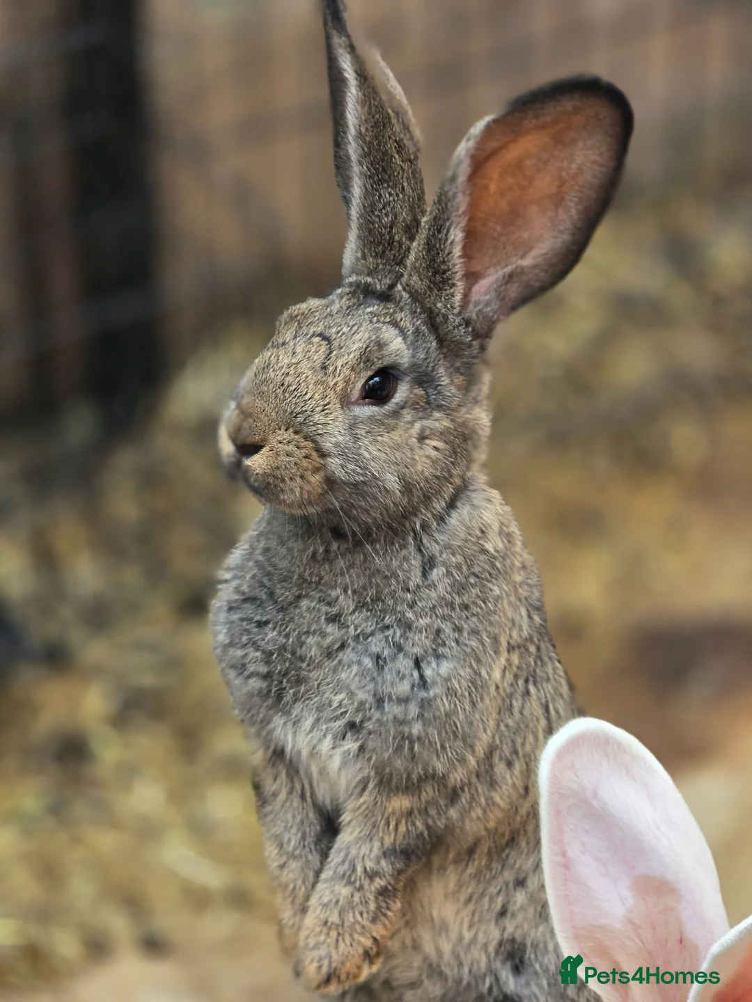 Continental Giant rabbits for sale: Stunning pure continental giants  - Advert 2