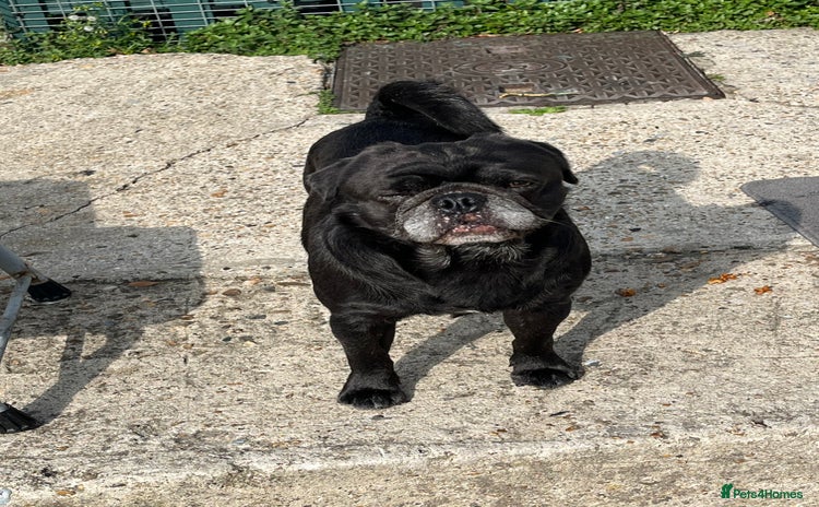 Pug dogs - Advert 10