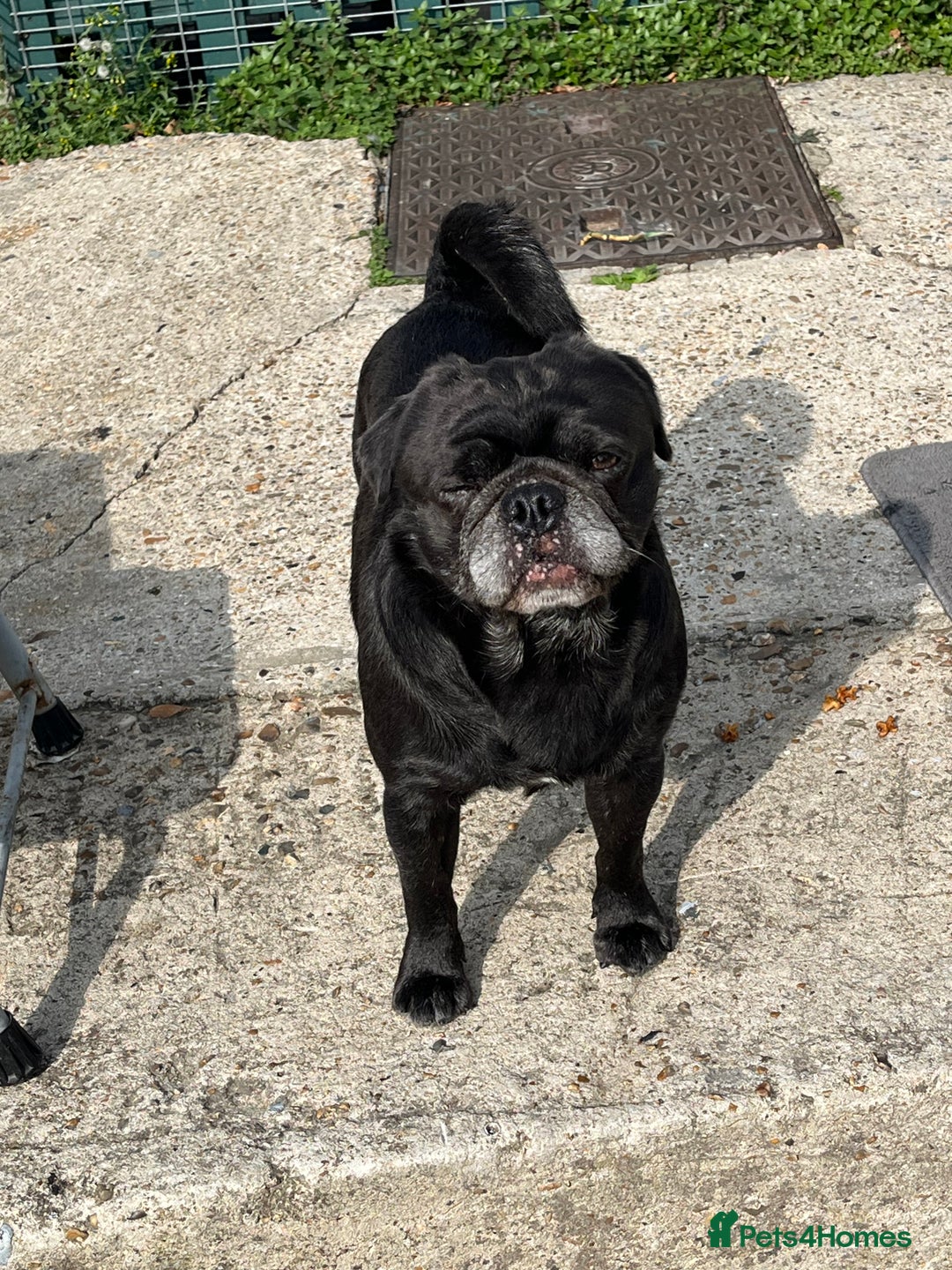 Pug dogs for stud: KC pug stud  - Image 1