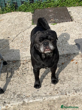 Pug dogs - Advert 2