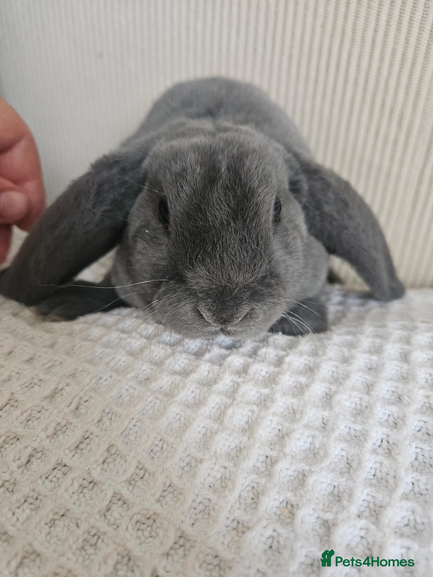 French Lop rabbits Blue Velveteen Lops  - Advert 2