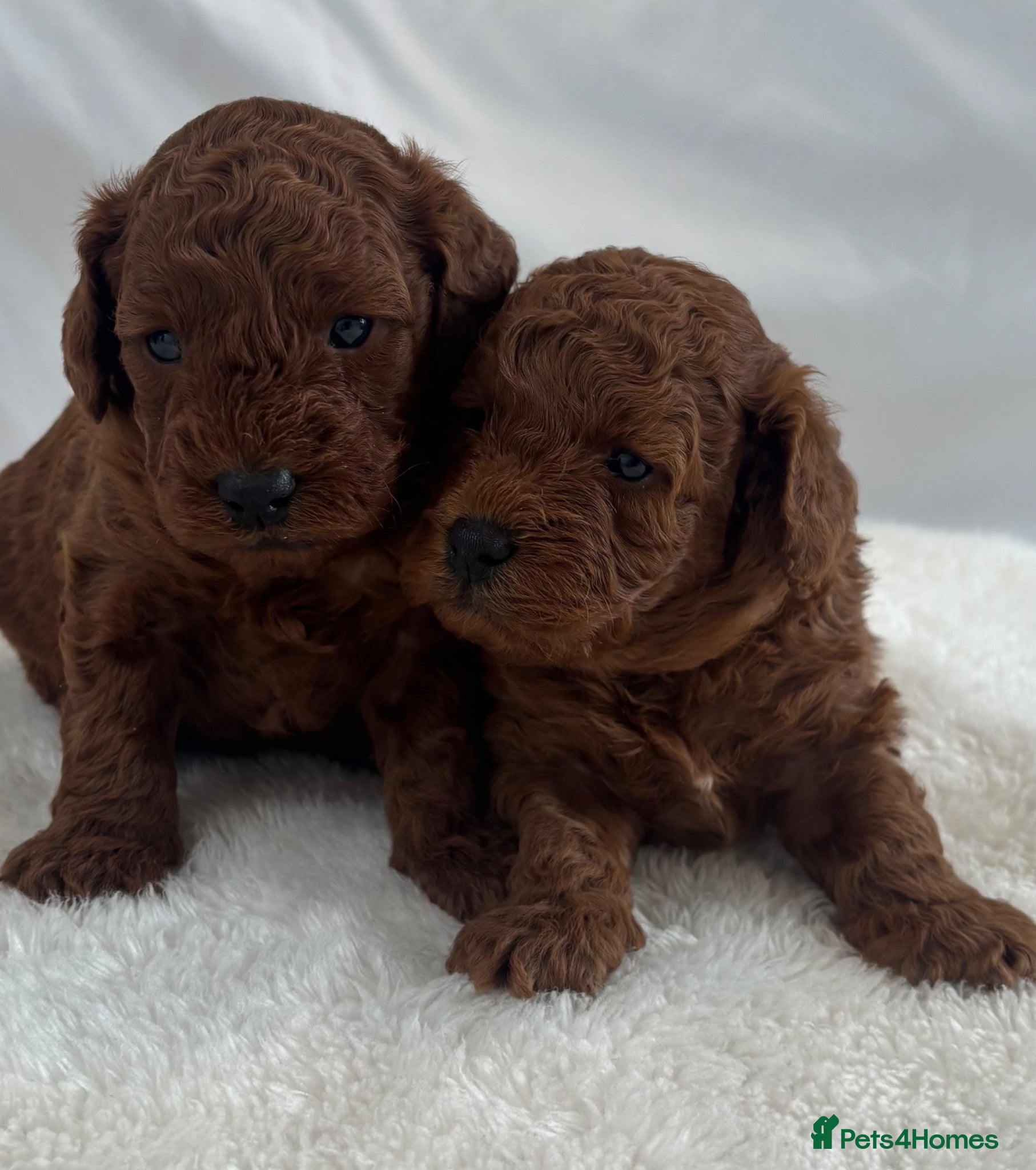 Cavapoo dogs Extensively Health Tested Toy Deep Red Cavapoos - Advert 9