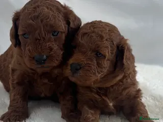 Cavapoo dogs Extensively Health Tested Toy Deep Red Cavapoos - Advert 9